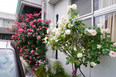 DSC04458